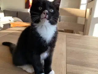 Skønne killinger 1/2 norsk skovkat