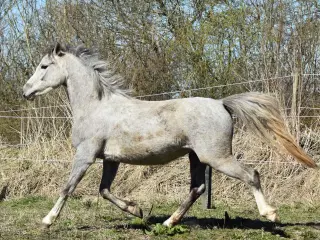 Welsh Sec. B 3 års vallak