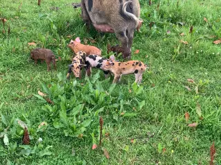 Duroc/gl. Dansk landrace smågrise sælges
