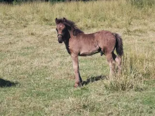 Fellpony hingsteføl 