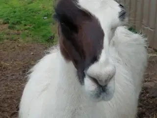 Margrete alpaka/lama krydsning 