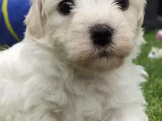 Maltipoo hvalpe 