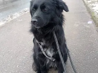 Astrid - 1 år og ca 14 kg