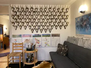 Pga. af jagtophør sælges 80 stk. råbuk opsatse  