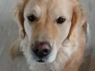 Golden Retriever Tæve