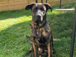 Cane Corso / schæfer