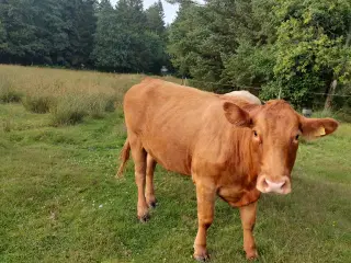 Limousine køer 