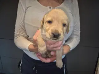 Lækre labrador 