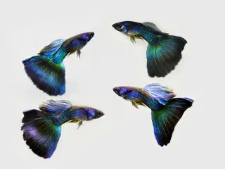 ren stammede guppier