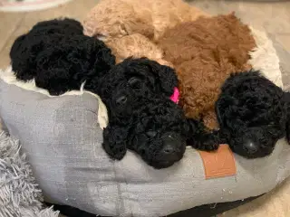 De skønneste Golden Doodle F1B babyer 