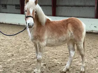 Sød haflinger plag