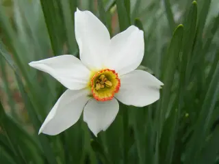 Ægte Gammeldags Pinseliljer - Blomsterløg.