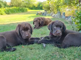 Brune labradorhvalpe af den gammeldags type