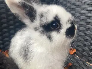 Løvehoved og miniloop blanding 