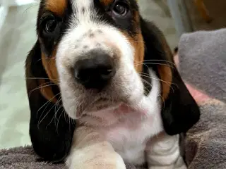 Bassethund / Bassethound