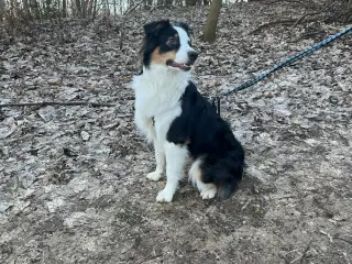 australian shepherd 