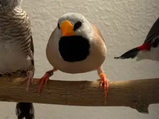 Spishalet