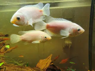 Store Kyssegurami