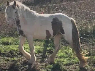 Helt unik Irish cob 