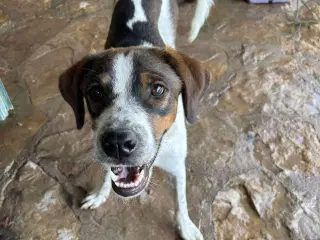Adopter Vince, og få en prins 🐶