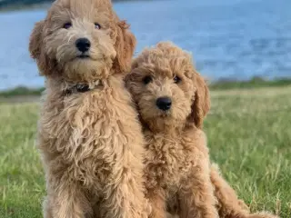 Goldendoodle hvalpe 