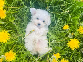 4 Maltipoo hvalpe