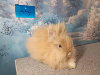 Ren Racet Teddy (dværg angora kanin) dreng