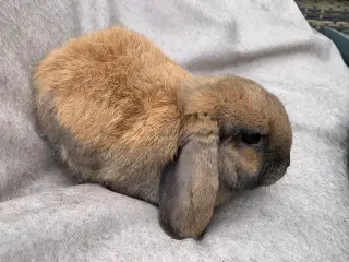 Mini lop han meget lille 