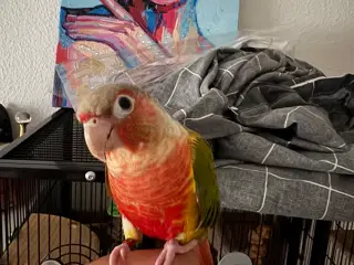 Tam hun Conure fugl