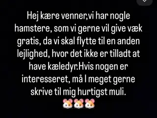 Dværghamester gratis