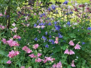 Stauder/Diverse haveplanter - flerårige