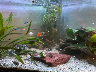 Akvarie fisk Ballon Molly 