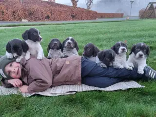 Field cocker, ft springer mm