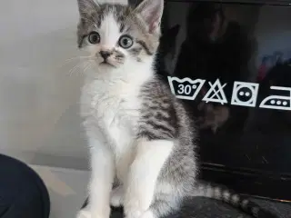 Søde kattekillinger - 5 killinger 