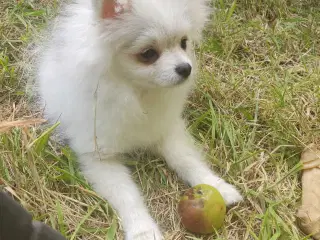Mini Pomeranian 