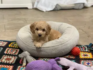 Mini Golden Doodle babyer 