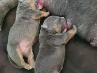 Hvalpe American Bully Pocket 