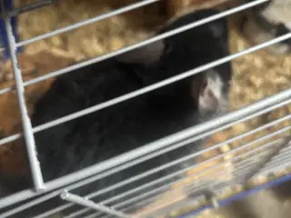 To drenge chinchilla 