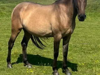 3 års