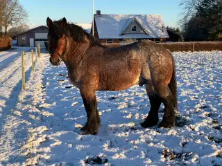 Belgier Hingst