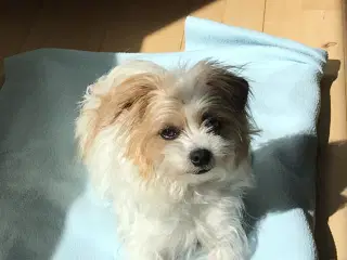 Jack russell blanding tæve