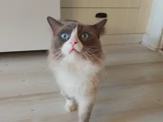 Avls han Ragdoll