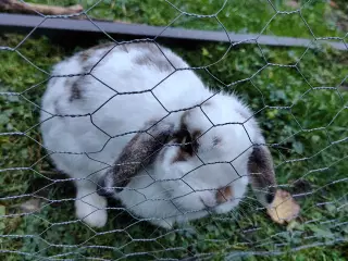 Mini-Lop Kanin