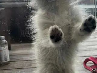 Pomeranian 