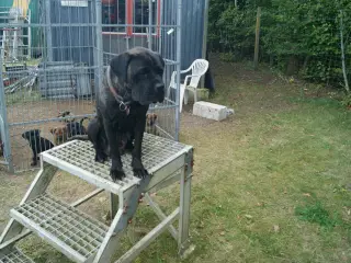 Cane Corso blandings Hvalpe. d 31.08.25. 3 retur. 