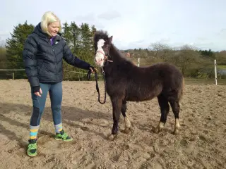 Welsh cob 