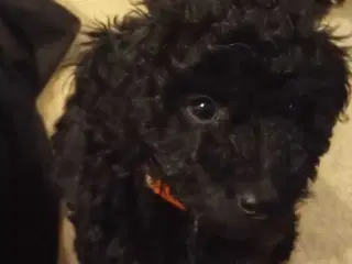 F1b cockerpoo tæver 