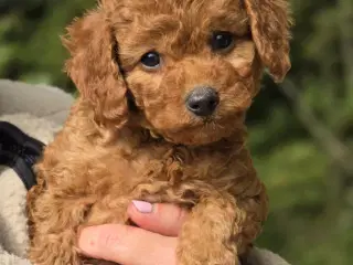 Labradoodle F1B hvalpe