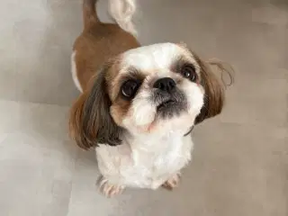 Ægte Shih Tzu tæve
