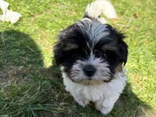 Allergivenlige havapoo mix